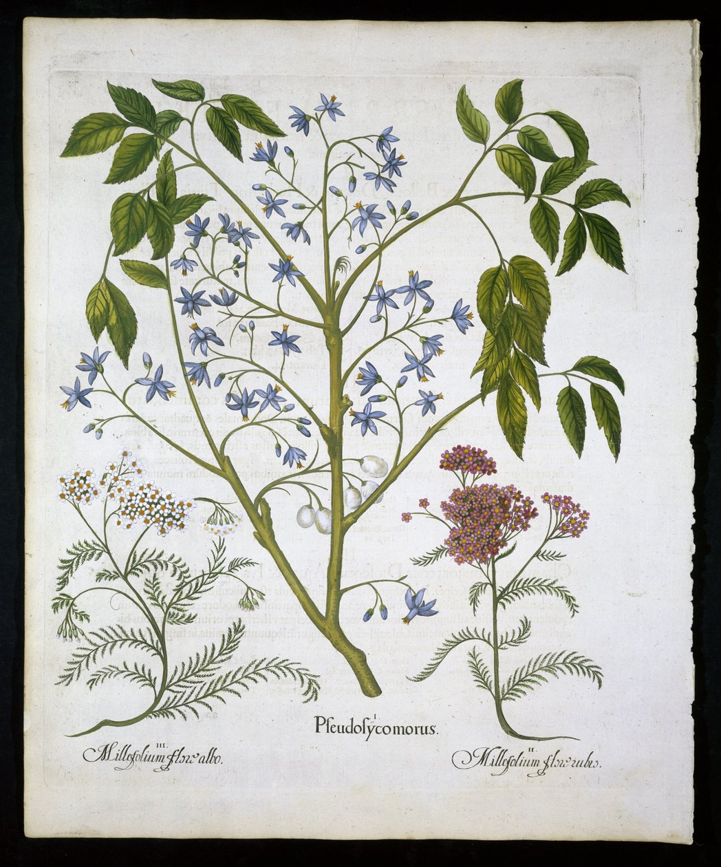 Perzsa orgona vagy India büszkesége és Achillea Millefolium (Katonák sebfű) 136-os táblája a Hortus Eystettensistől, Basil Besler (1561-1629) kocsma 1613 (kézzel színezett metszet) alkotó: German School