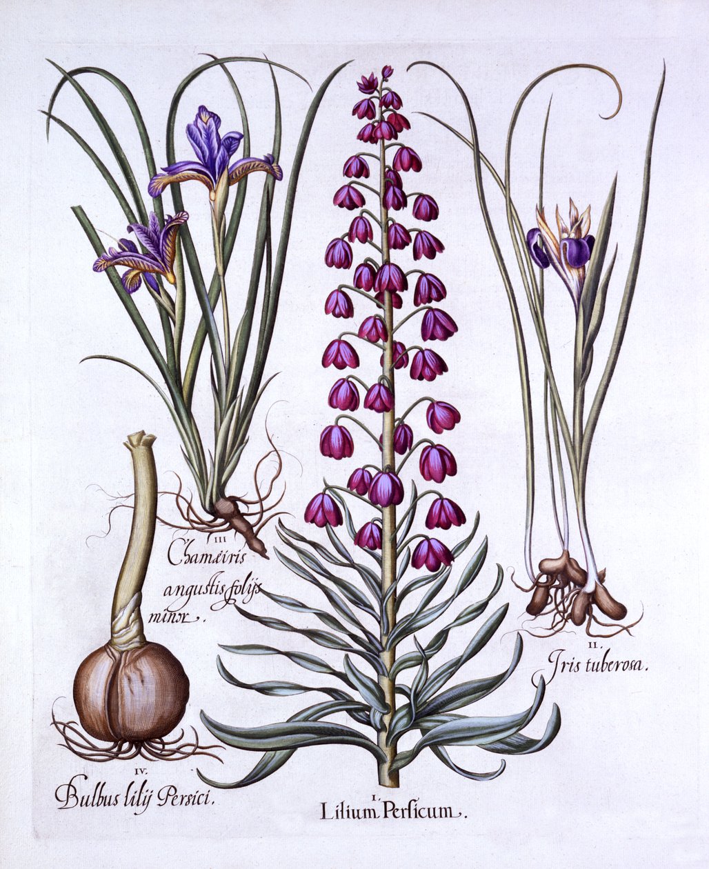 Perzsa liliom és íriszek, a Hortus Eystettensisből, Basil Besler (1561-1629), pub. 1613 (kézzel színezett metszet) alkotó: German School
