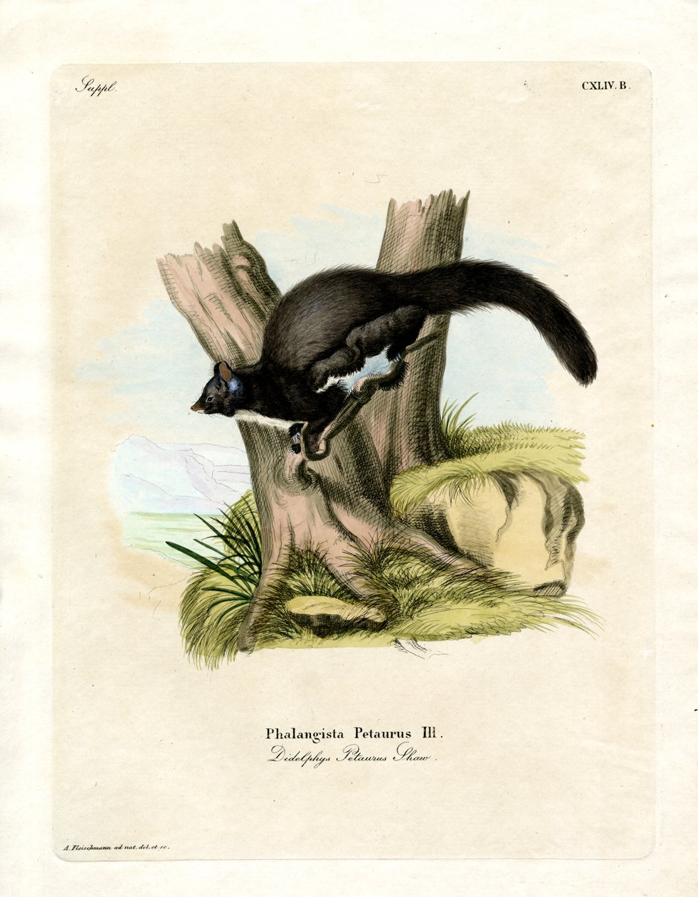 Petaurin Opossum (színes metszet) alkotó: German School