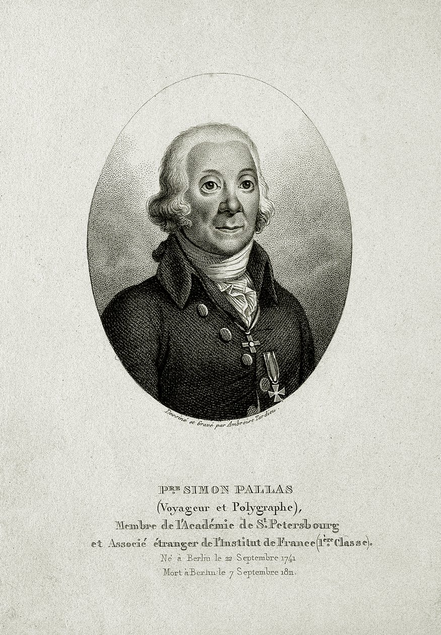 Pallas Péter Simon. (1741 – 1811) (Vonalas metszet) alkotó: German School