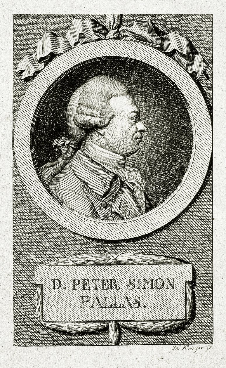 Pallas Péter Simon. (1741 – 1811) (Vonalas metszet) alkotó: German School