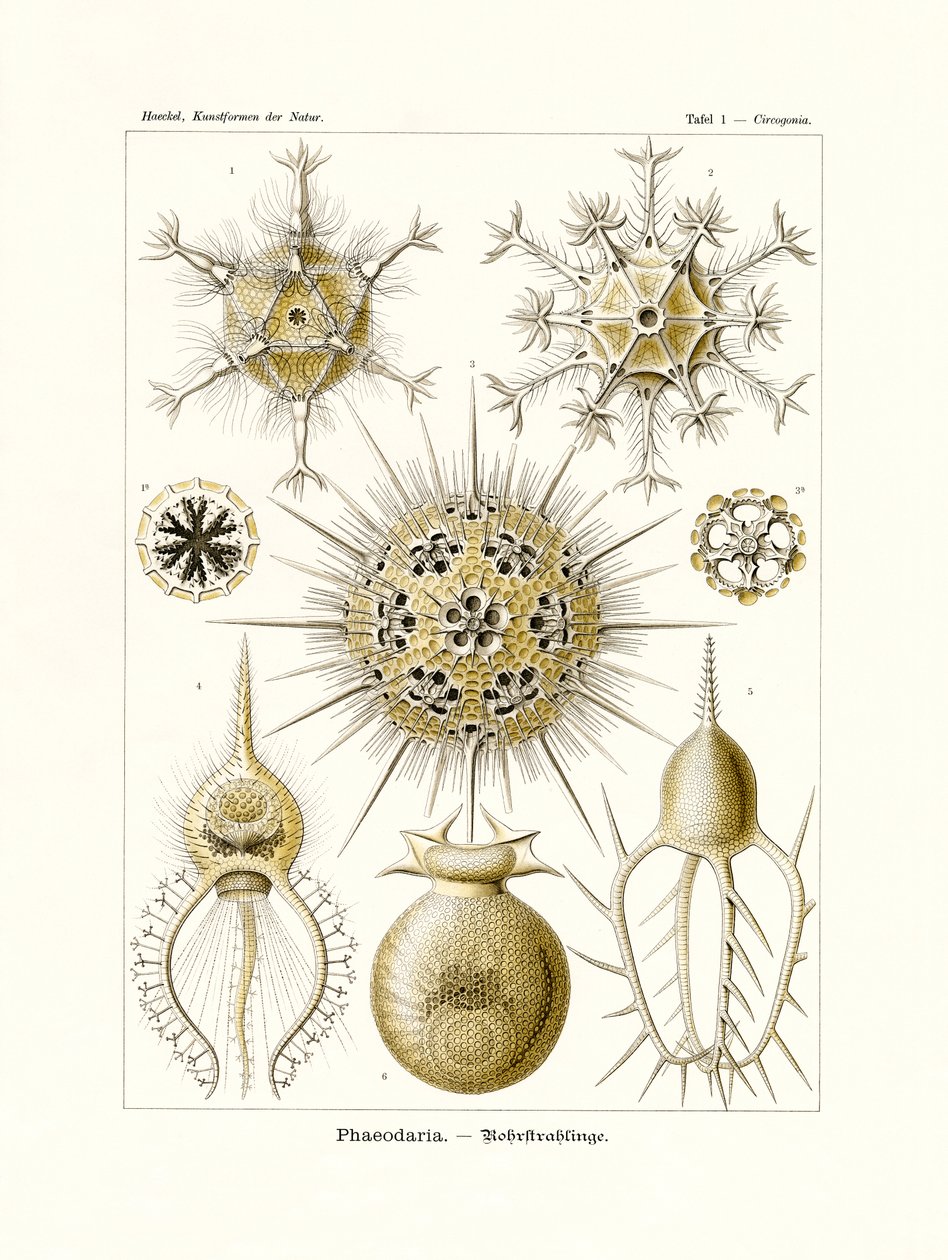 Phaeodaria, 1899-1904 alkotó: German School