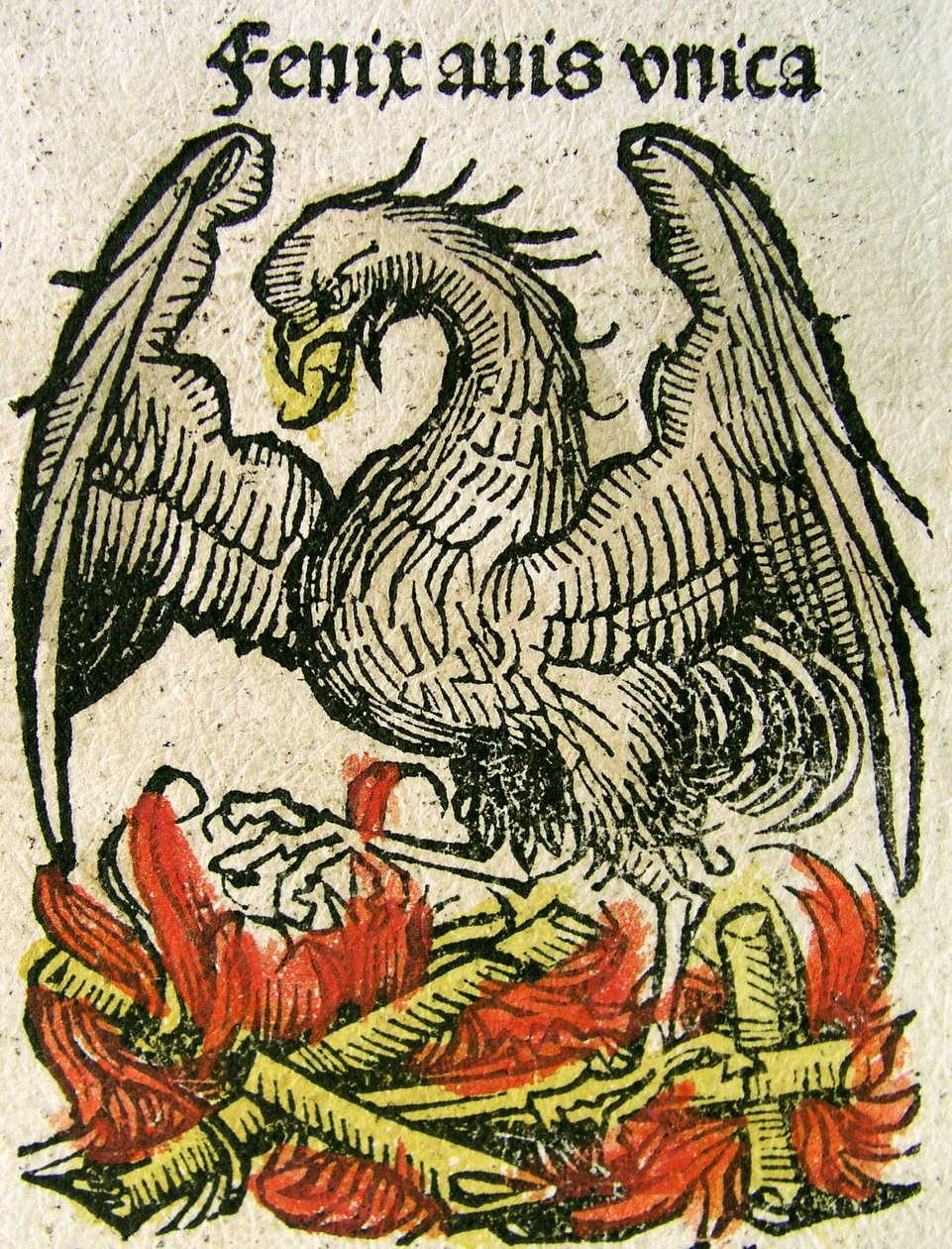 Phoenix megjelent a Nürnbergi Krónikában, 1493 alkotó: German School
