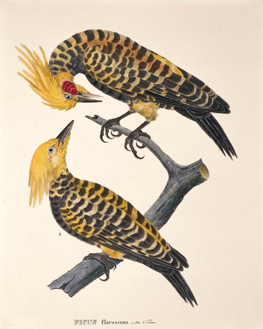Picus Flavescens, Johann Baptist Von Spix és Carl Friedrich Von Martius „Avium Species Nova Per Brasiliam” című művéből alkotó: German School