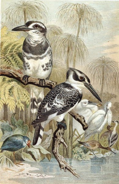 Pied Kingfisher, lemez a "Brehms Tierleben: Allgemeine Kunde des Tierreichs", 5. kötet, 60. o., Bibliographisches Institut kiadásában alkotó: German School