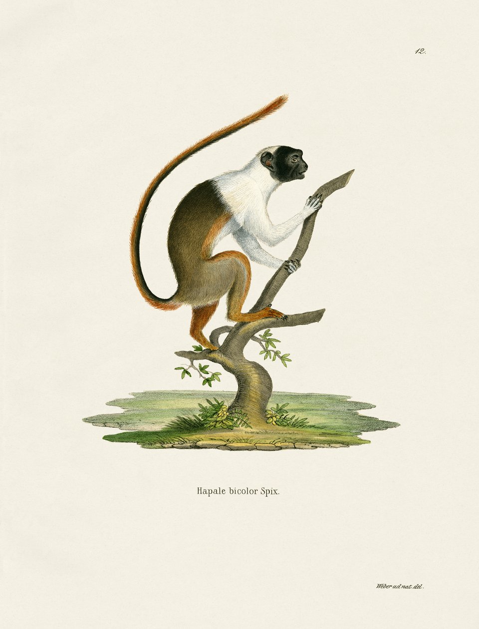 Pied Tamarin (színes metszet) alkotó: German School