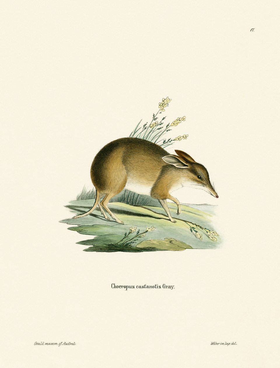 Malactalpú Bandicoot (színes metszet) alkotó: German School