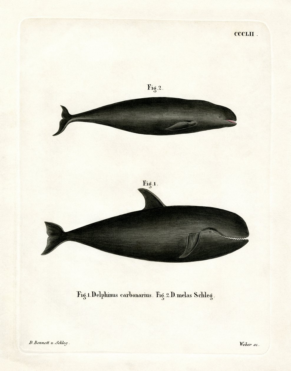 Pilot Whale (színes gravírozás) alkotó: German School