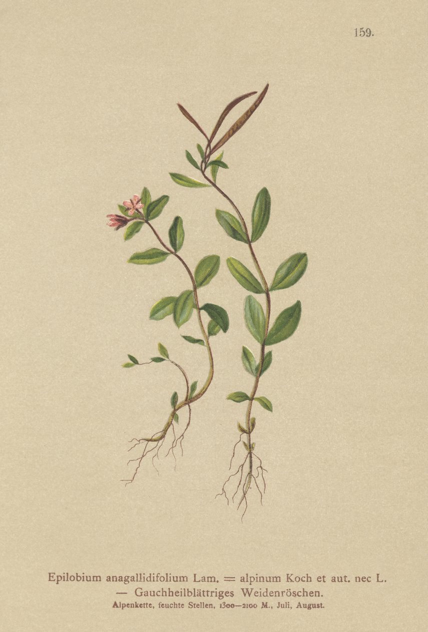 Pimpernel Willowherb (Epilobium anagallidifolium, Epilobium alpinum) alkotó: German School