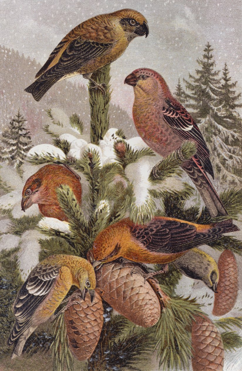 Pine Grosbeak and Crossbill, lemez Brehm