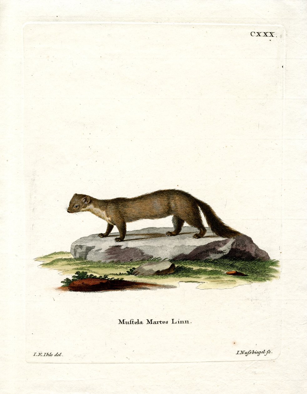 Pine Marten (színes metszet) alkotó: German School