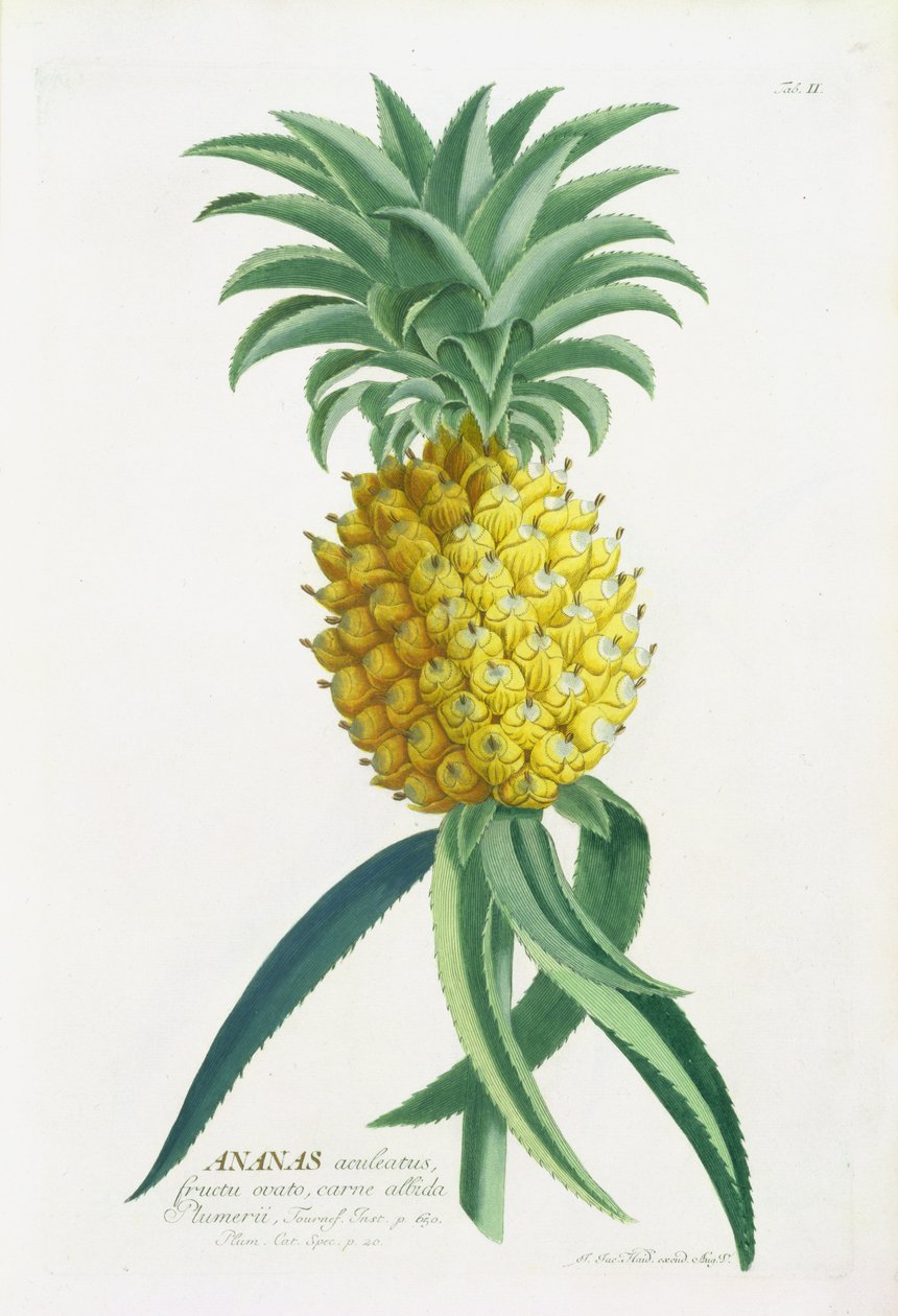 Johann Jakob Haid (1704-67) által metszett ananász alkotó: German School