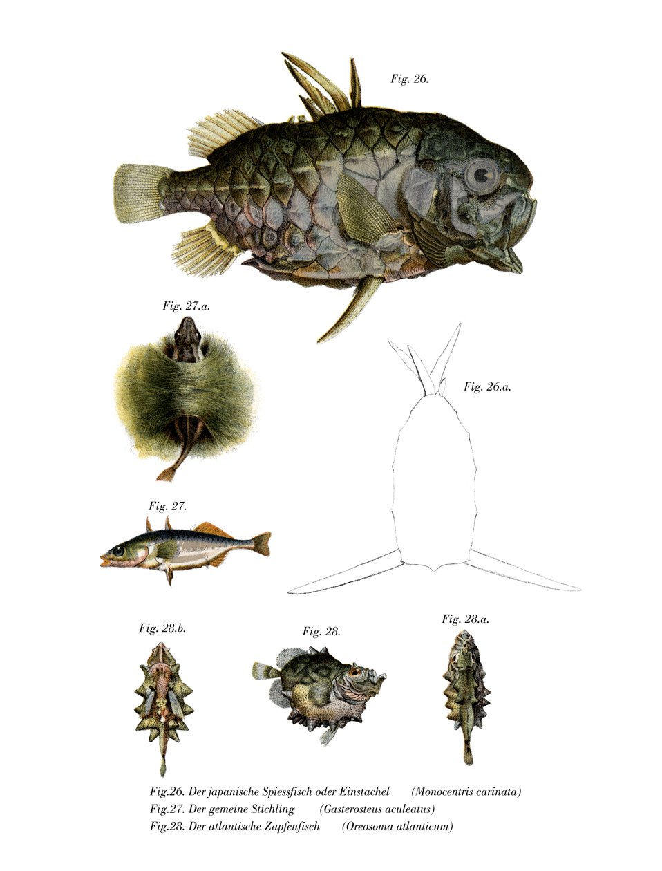 Pineconefish (színes tagok) alkotó: German School