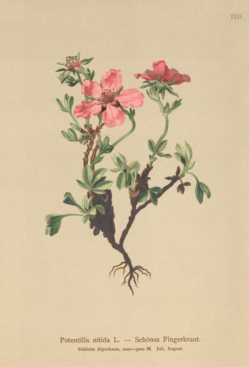 Pink cinquefoil (Potentilla nitida) alkotó: German School