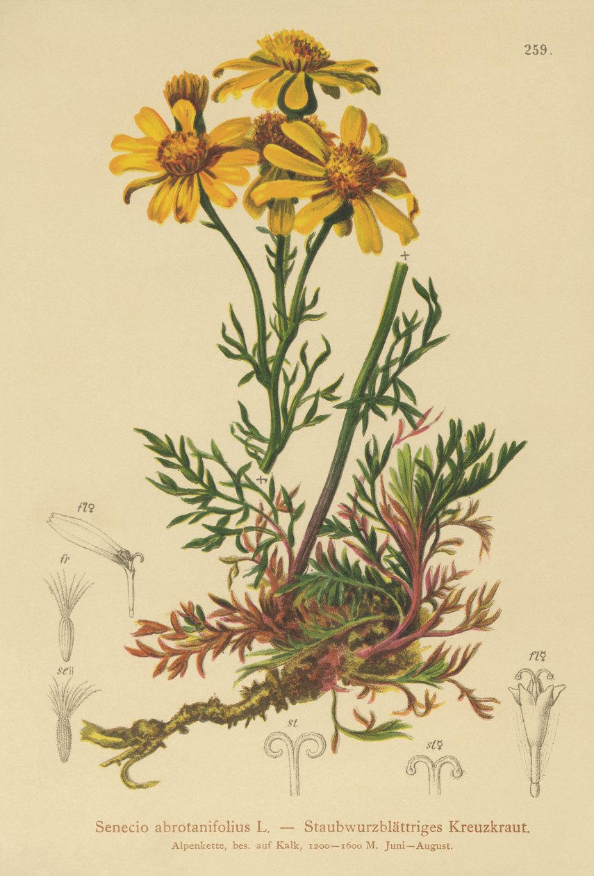 Pinnate levelű parlagfű (Senecio abrotanifolius, Jacobaea abrotanifolia) alkotó: German School