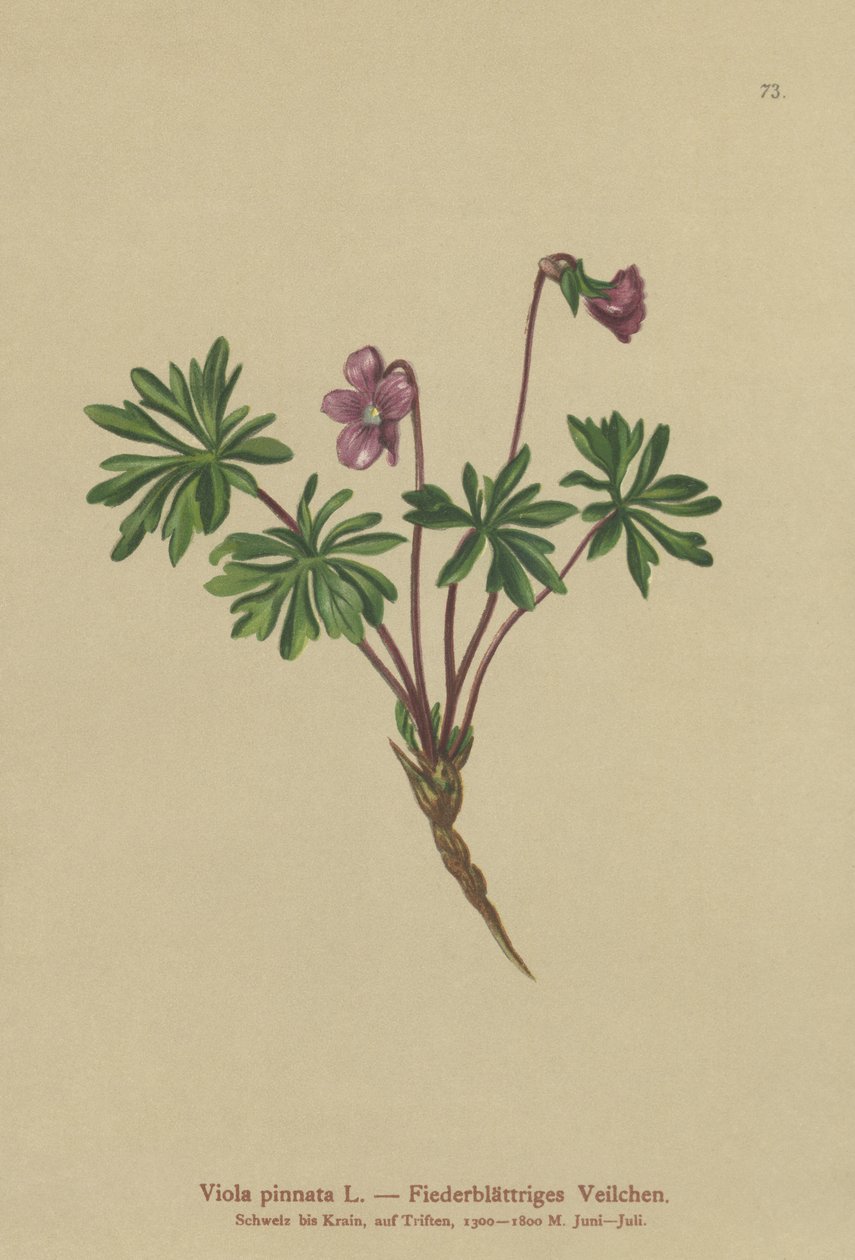 Pinnate Ibolya (Viola pinnata) alkotó: German School
