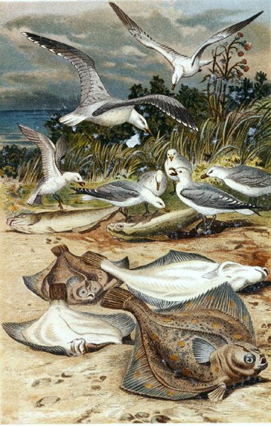 Sima lepényhal, lemez a "Brehms Tierleben: Allgemeine Kunde des Tierreichs", 8. kötet, 226. o., Bibliographisches Institut kiadásában alkotó: German School