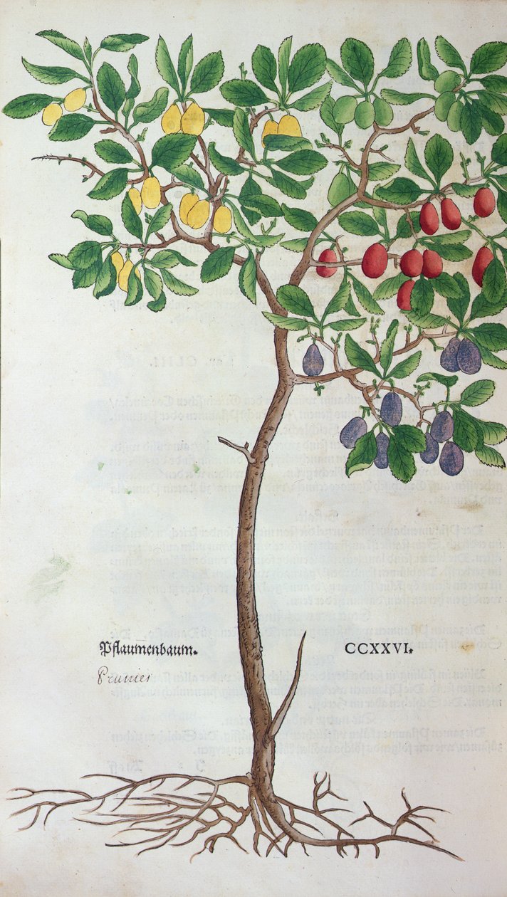 Szilvafa, Leonhart Fuchs (1501-66) Herbárium növénytani táblája, kiadva Bázelben, 1543 alkotó: German School