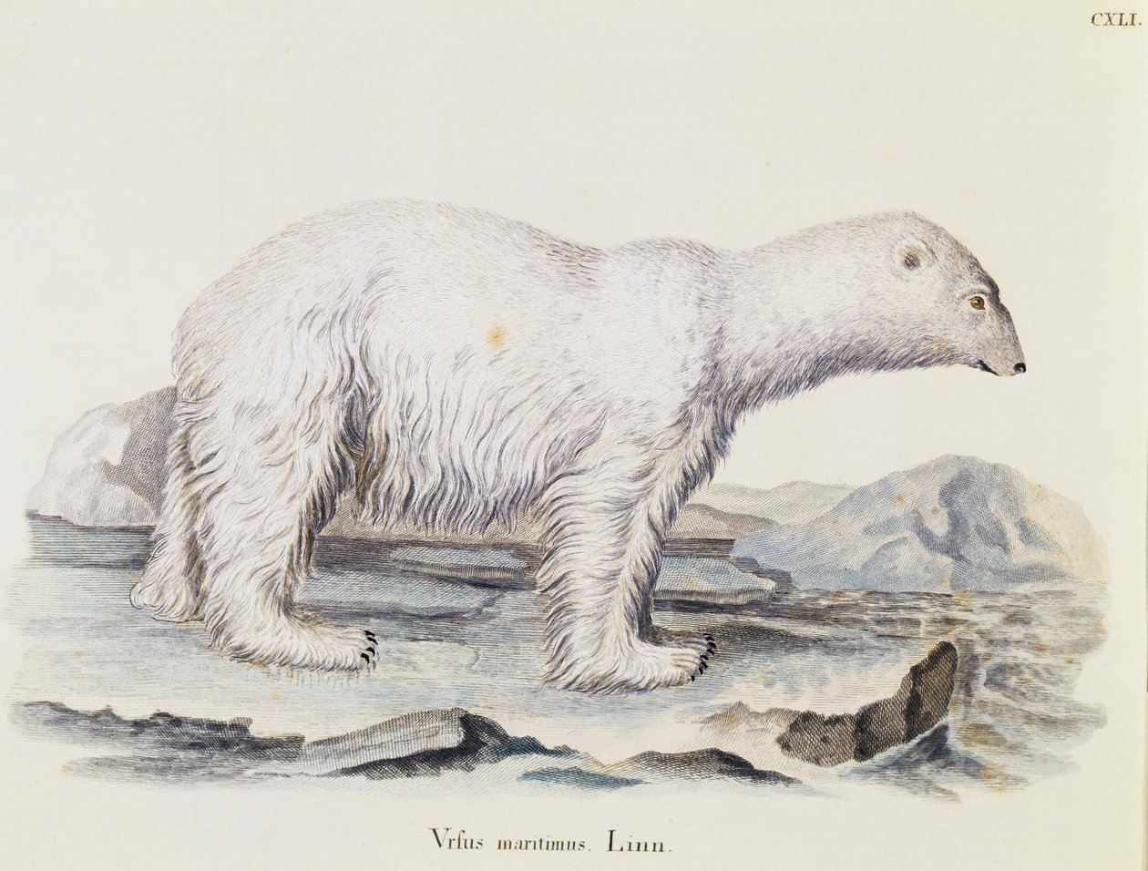 Jegesmedve (Ursus maritimus), a természetből leírásokkal illusztrált emlősökből, Johann Christian Daniel von Schreber (1739-1810), IC Bock metszet Marechal rajza alapján, 3. kötet, 141. táblázat, Németország alkotó: German School