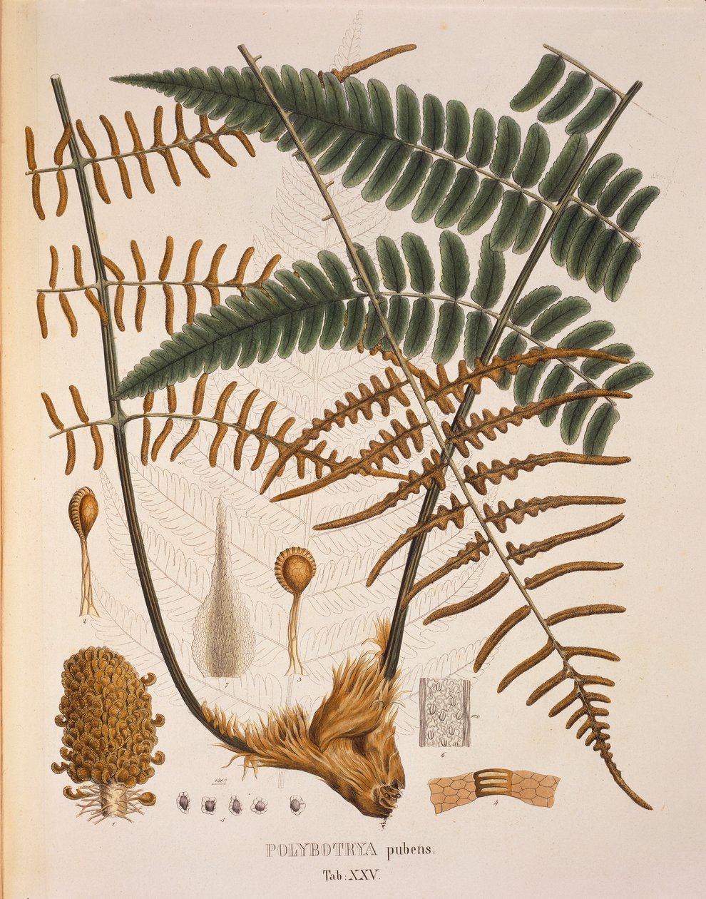 Polybotrya Pubens, XXV. táblázat a „Plantarum Cryptogamicarum Brasiliensiumból”, Johann Baptist Von Spix és Carl Friedrich Von Martius alkotó: German School