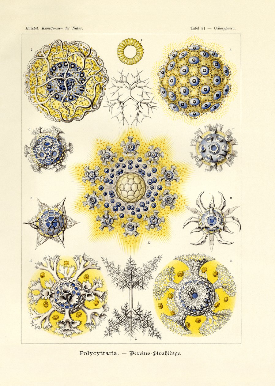Polycyttaria alkotó: German School