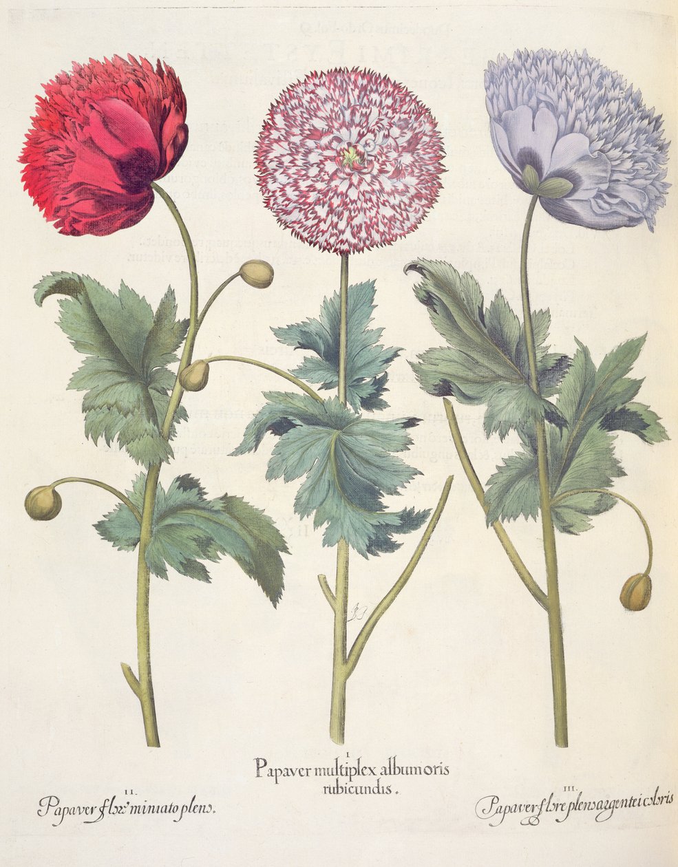 Mák: 1. A mák vörös bőrű mák komplexe; 2. Mák, csupa miniato virág; 3. Színes papavervirág, a Hortus Eystettensisből, Basil Besler (1561-1629), kocsma. 1613 alkotó: German School