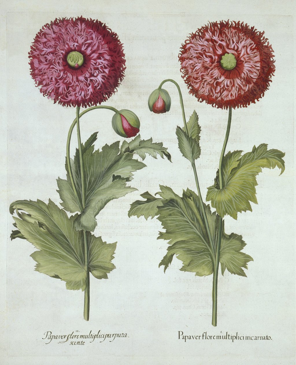 Pipacsok, a Hortus Eystettensisből, Basil Besler (1561-1629) pub. 1613 alkotó: German School