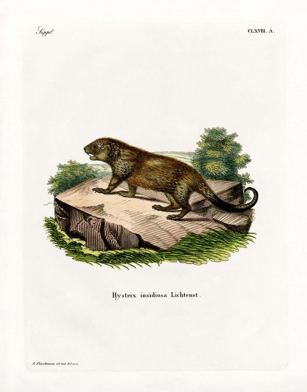 Porcupine (színes metszet) alkotó: German School