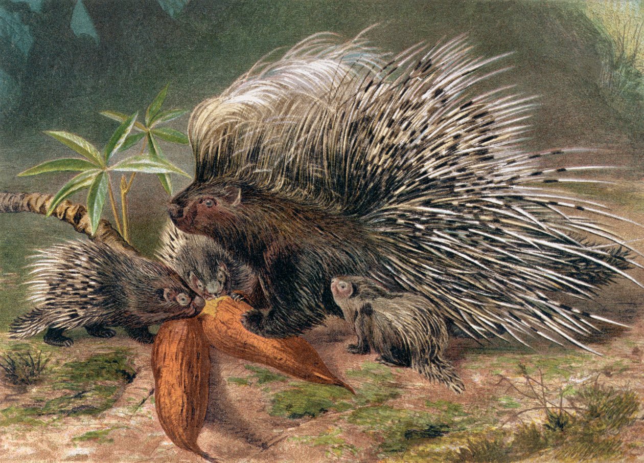 Porcupine, tányér a Brehm