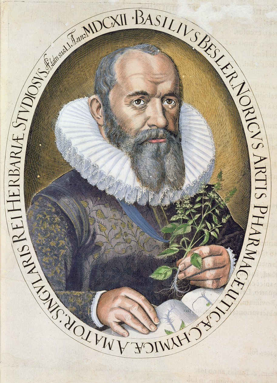 Basil Besler (1561-1629) portréja 1612-ben, a Hortus Eystettensis kocsmából. 1613 alkotó: German School