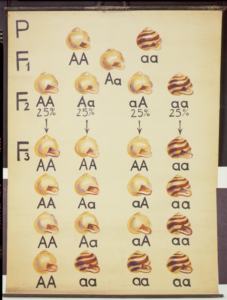 Cepea Csigák plakátja alkotó: German School
