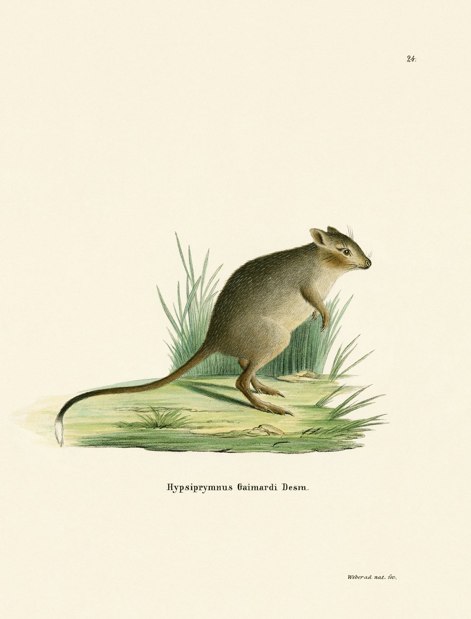 Potoroo (színes metszet) alkotó: German School