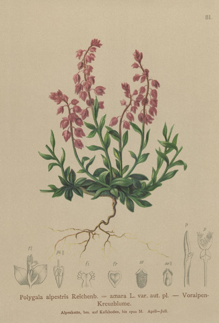 Alpesi tejfű (Polygala alpestris, Polygala amara var. aut. pl., Polygala brachyptera) alkotó: German School