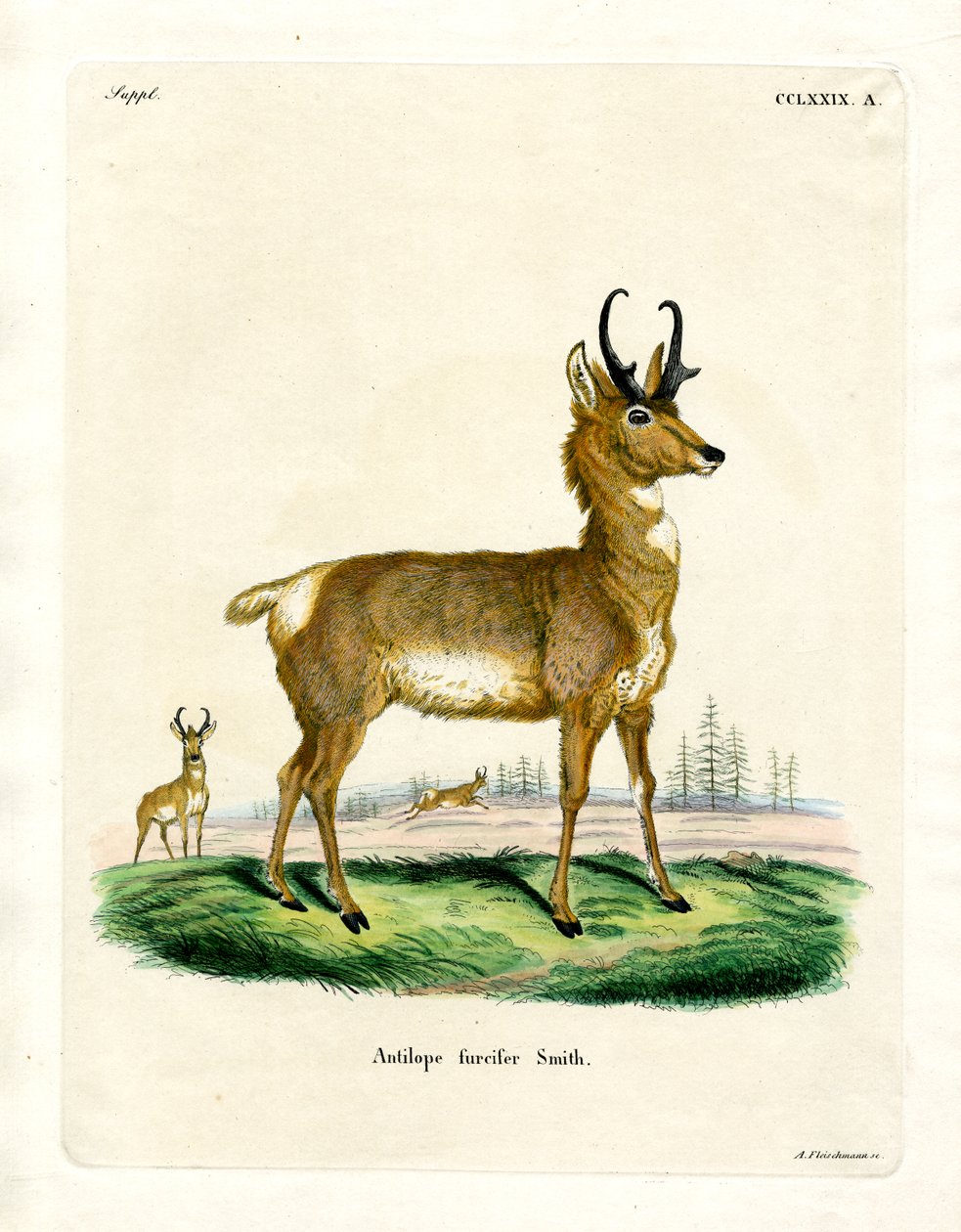 Pronghorn Antilop (színes metszet) alkotó: German School