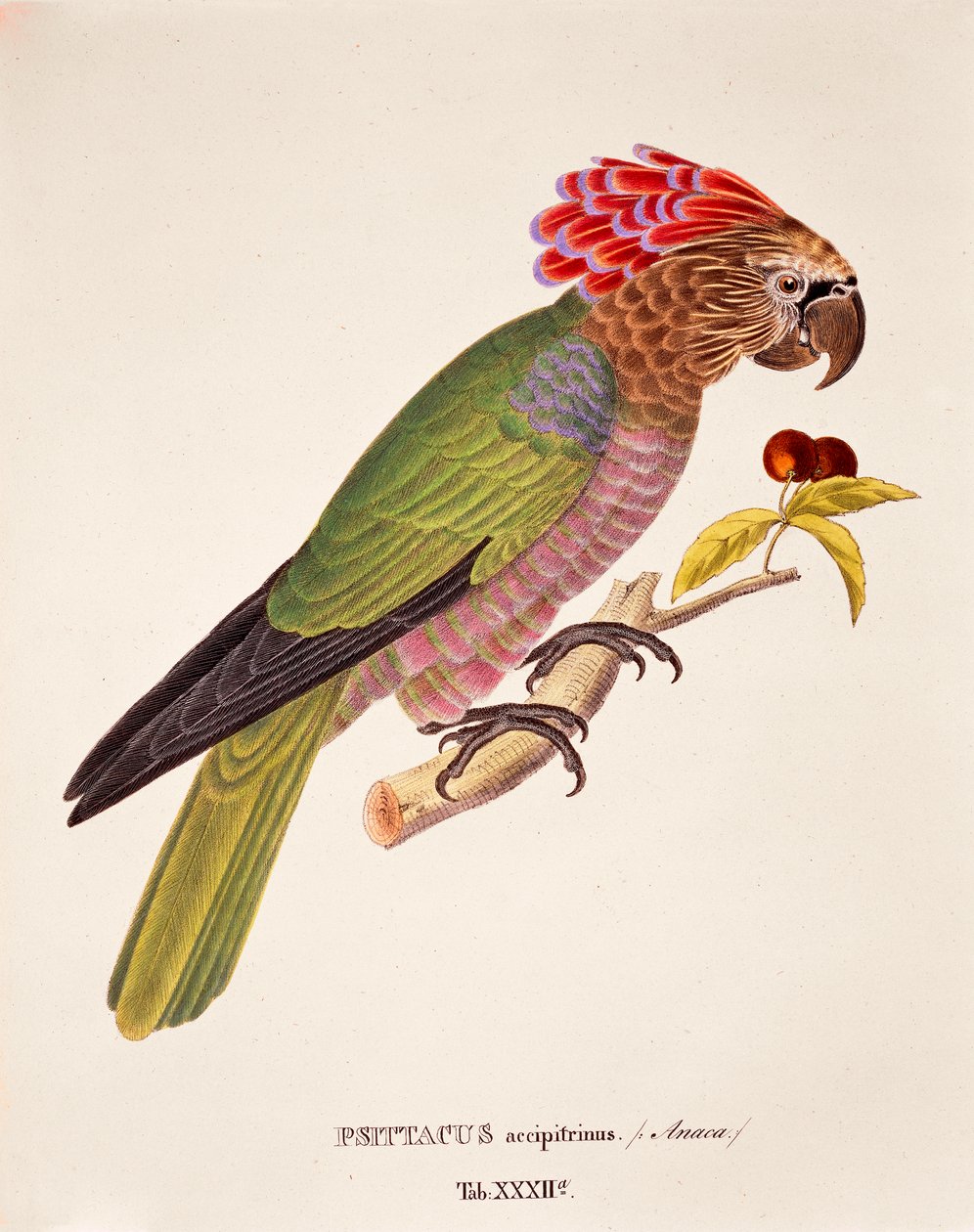 Parrot Hawk, XXXII. táblázat az „Avium Species Nova Per Brasiliam”-ból, Johann Baptist Von Spix és Carl Friedrich Von Martius alkotó: German School