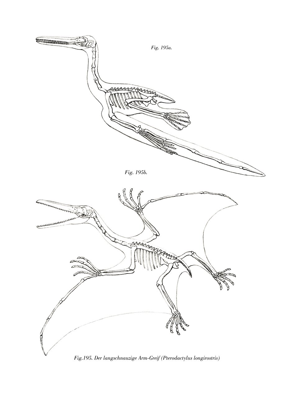 Pterodactyl (színes lito) alkotó: German School