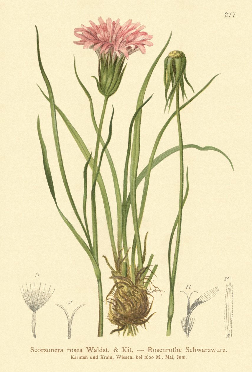 Lila viperafű (Scorzonera rosea, Scorzonera purpurea subsp. rosea) alkotó: German School
