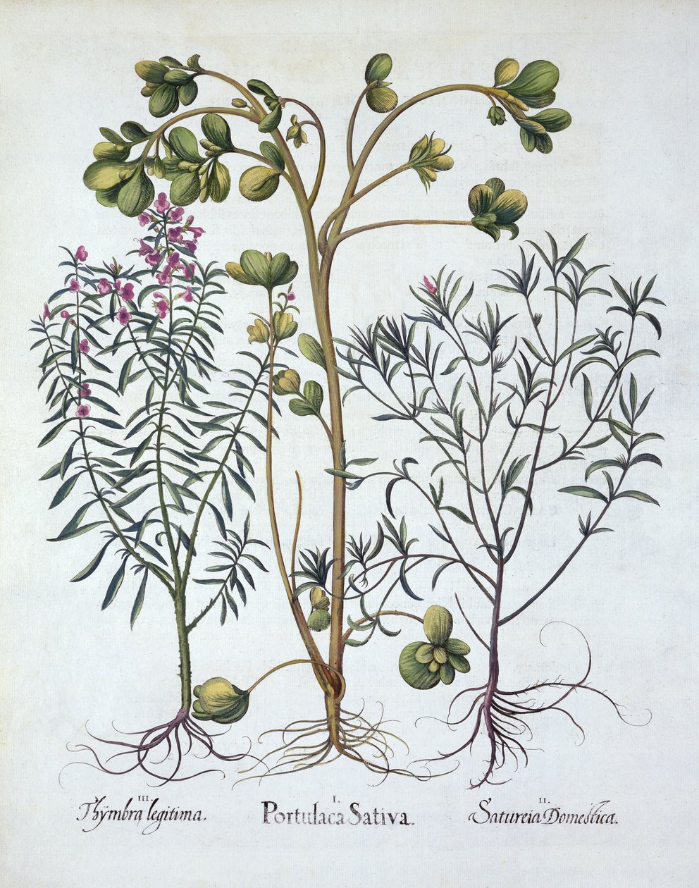 Purslane, Summer Savory and Winter Savory, Hortus Eystettensis, Basil Besler (1561-1629), pub. 1613 (kézzel színezett metszet) alkotó: German School