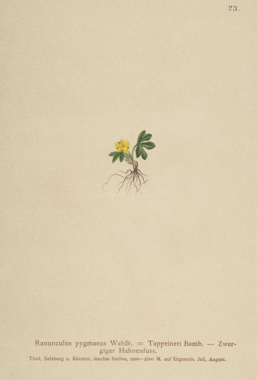 Boglárka (Ranunculus pygmaeus, Ranunculus tappeineri, Ranunculus baerianus, Ranunculus pygmaeus var. Langeanu) alkotó: German School