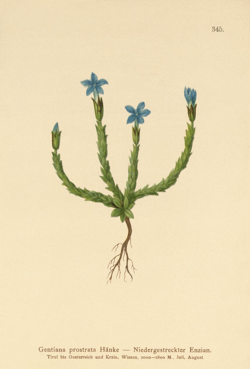 törpe tárnics (Gentiana prostrata) alkotó: German School