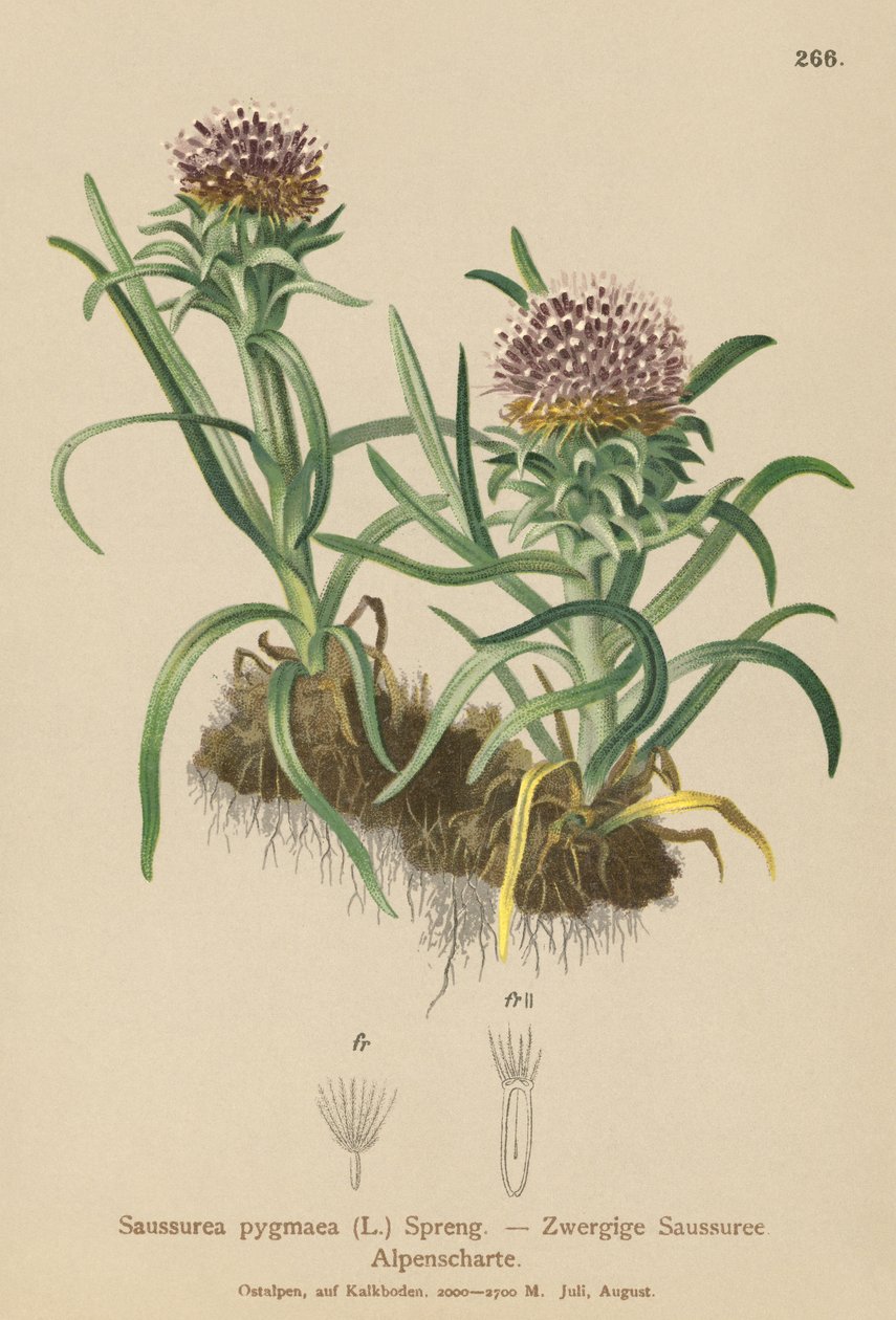 Pigmeus Saussurea (Saussurea pygmaea) alkotó: German School