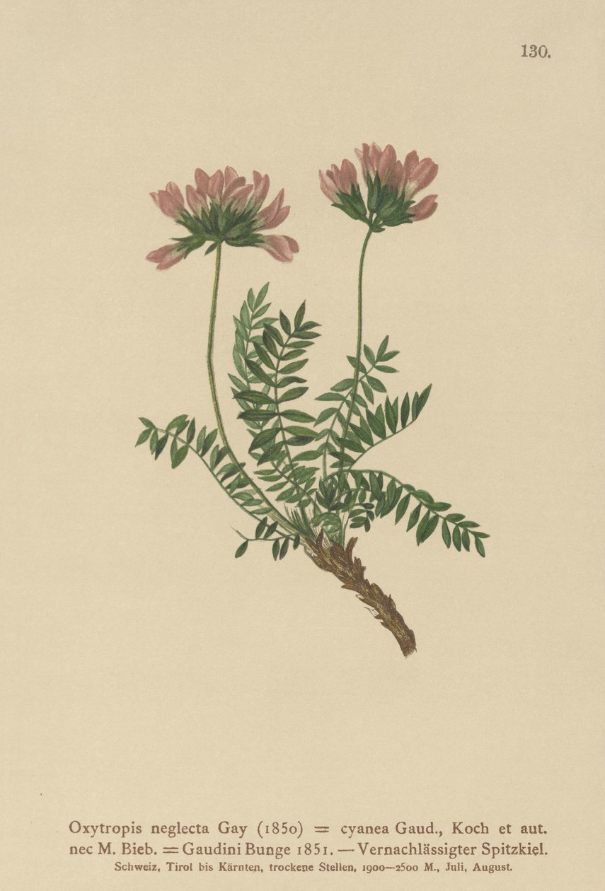 Pireneusi bükköny (Oxytropis neglectus, Oxytropis cyanea, Oxytropis Gaudini, Oxytropis albana, Oxytropis caucasica, Oxytropis pyrenaica, Astragalus pyrenaicus) alkotó: German School