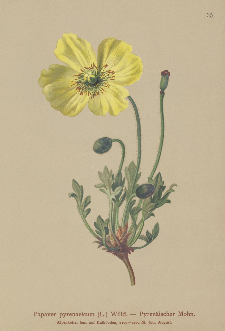 Pireneusi mák (Papaver pyrenaeicum, Papaver alpinum sub.) alkotó: German School