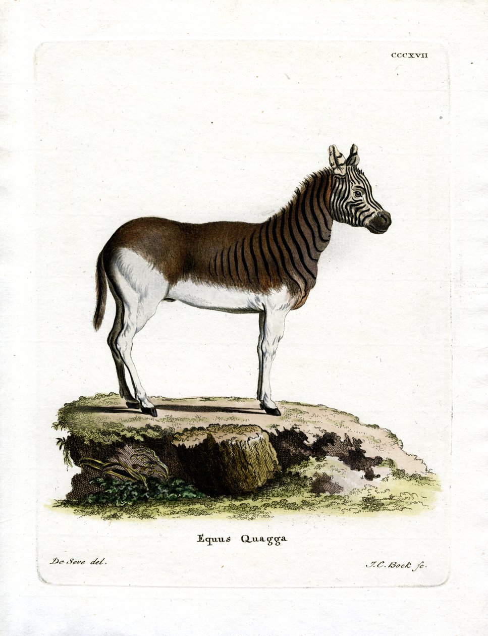 Quagga (színes metszet) alkotó: German School