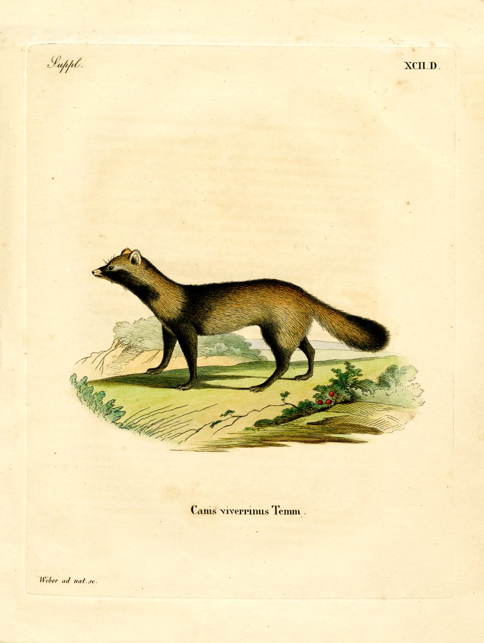 Raccoon Dog (színes metszet) alkotó: German School