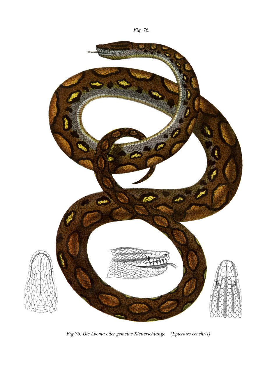 Rainbow Boa (színes litó) alkotó: German School
