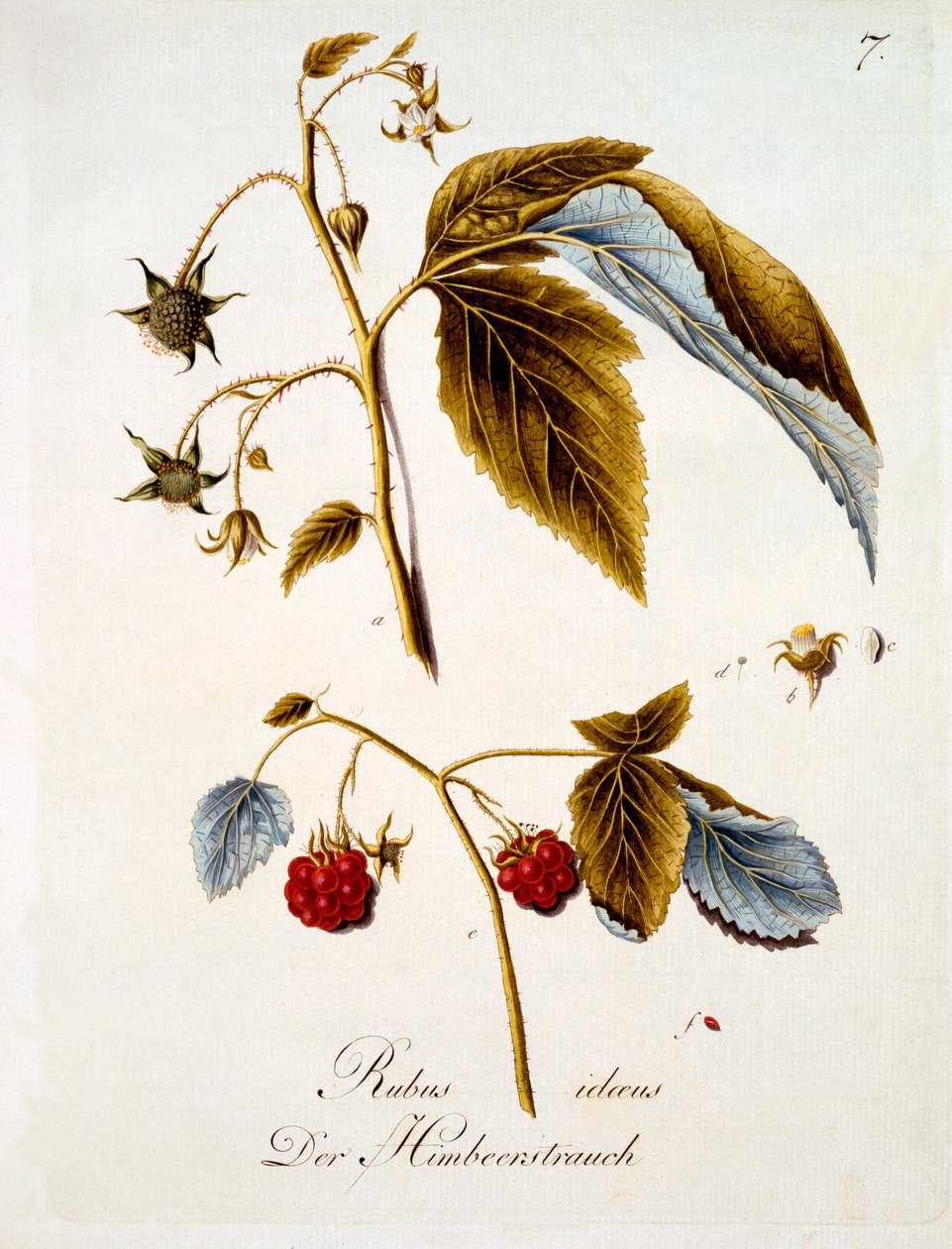Málna, illusztráció Johann Daniel von Reitter német vadvirágos könyvéből, megjelent 1803-5 körül alkotó: German School