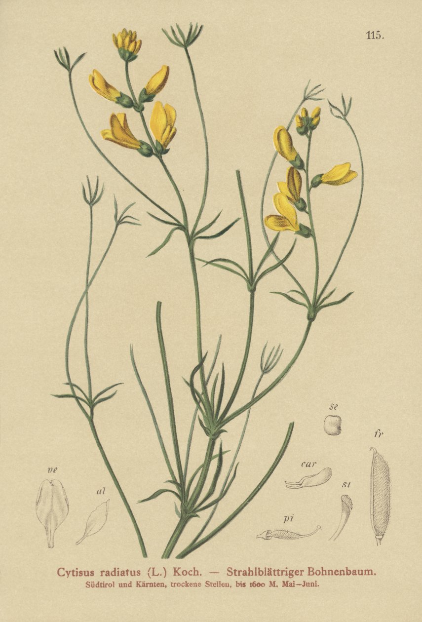 Rayed seprű (Cytisus radiatus, Cytisanthus radiatus, Genista radiata) alkotó: German School