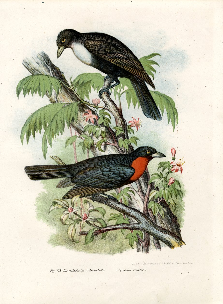 Piros bolyhos gyümölcsvarjú, 1864 alkotó: German School