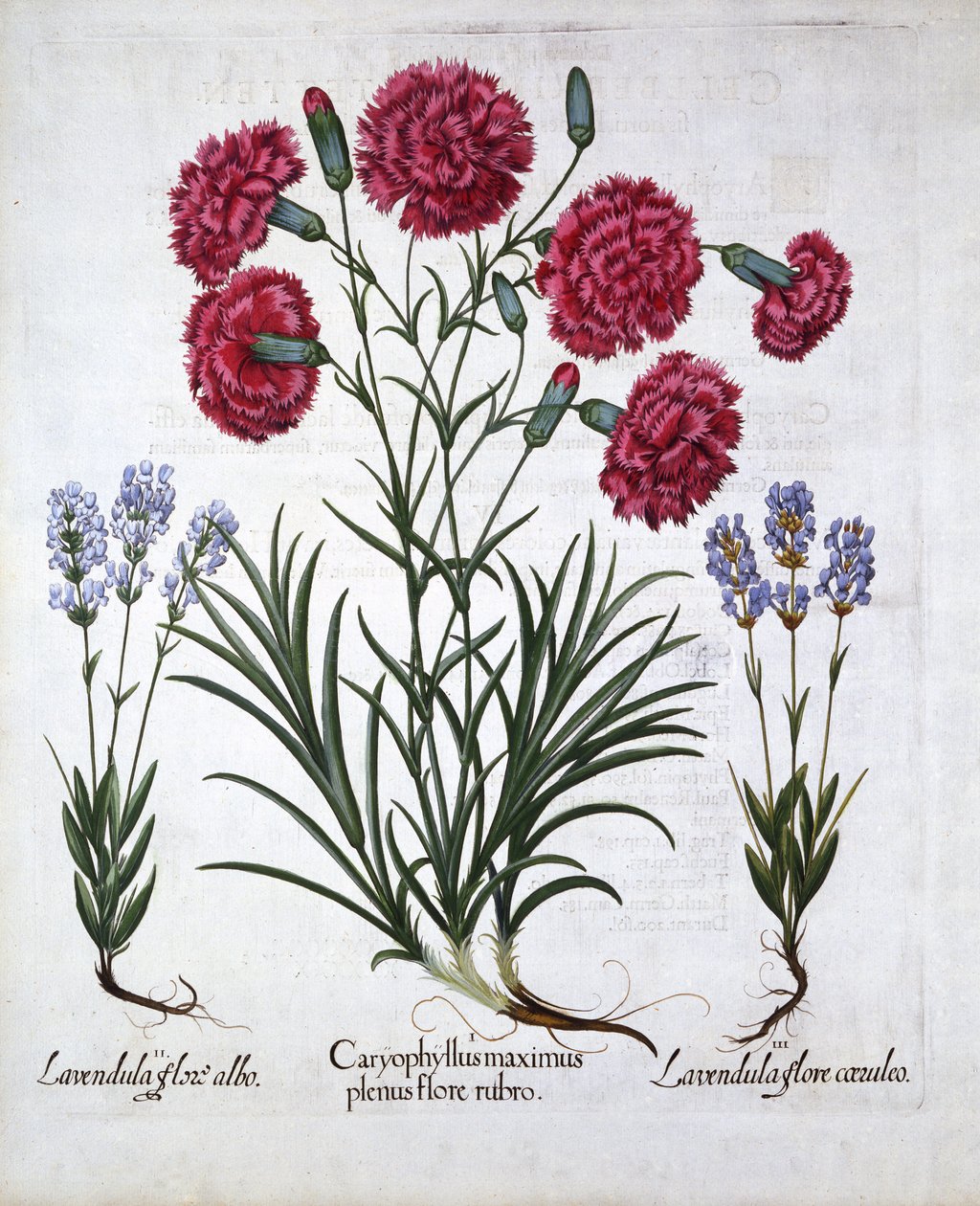 Vörös szegfű és levendula, a Hortus Eystettensisből, Basil Besler (1561-1629), pub. 1613 (kézzel színezett metszet) alkotó: German School